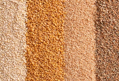 Granos de distintos cereales: centeno, avena, trigo y cebada perlada. 