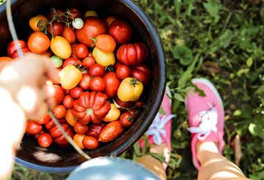 Tomates frescos.