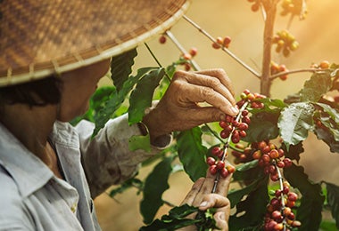  Día internacional del café granos recolectados manualmente 