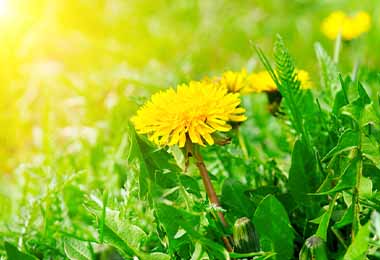 El diente de león es una flor comestible.