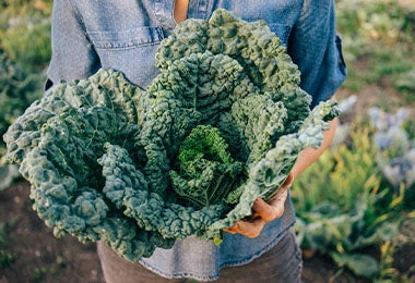 Kale verduras verdes  