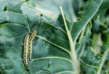 Limpiar y desinfectar vegetal de hoja 