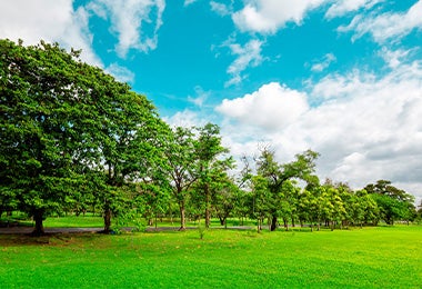 Parque para hacer picnic 