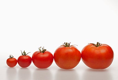 Tomates de distintos tamaños para usar en una salsa pomodoro. 