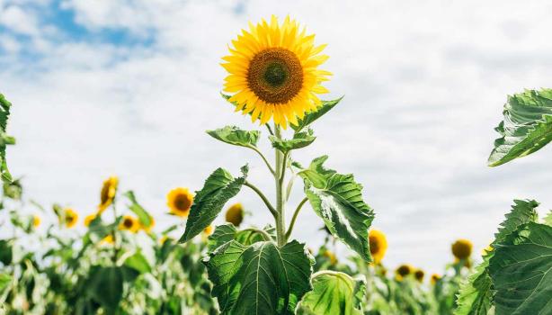 Todo lo que debes saber sobre las semillas de la gran flor de pétalos amarillos: el girasol