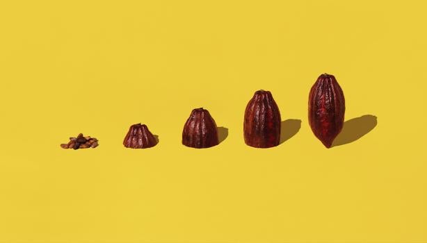 Semillas y frutos de cacao alineadas sobre un fondo amarillo para celebrar el Día Internacional del Cacao