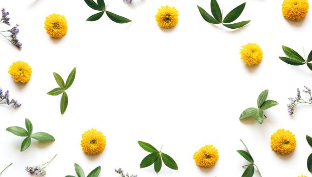 Flores de manzanilla y hojas verdes formando un marco decorativo. Destacar beneficios de la manzanilla en la cocina