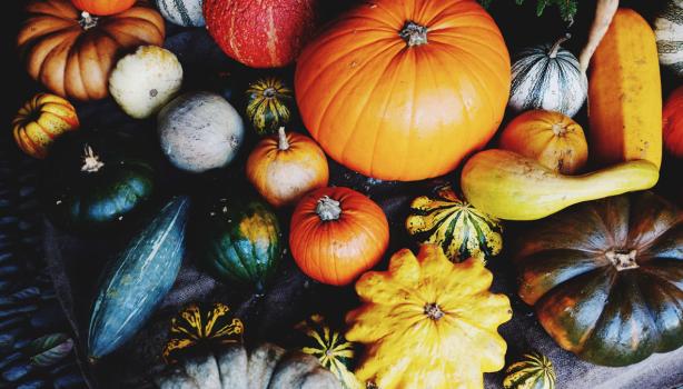 Variedad de tipos de calabacita y calabazas en diferentes tamaños y colores