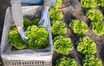 Un tipo de lechuga siendo recogida del campo Un tipo de lechuga siendo recogida del campo