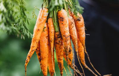 Existen muchísimas recetas con zanahoria para usarla cruda o cocinada. Existen muchísimas recetas con zanahoria para usarla cruda o cocinada.