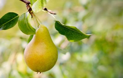 Pera madura en árbol, propiedades y recetas