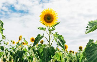 Todo lo que debes saber sobre las semillas de la gran flor de pétalos amarillos: el girasol Todo lo que debes saber sobre las semillas de la gran flor de pétalos amarillos: el girasol