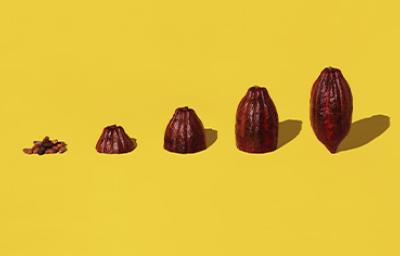 Semillas y frutos de cacao alineadas sobre un fondo amarillo para celebrar el Día Internacional del Cacao
