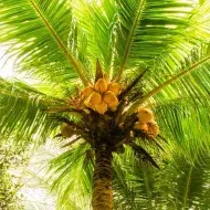 Palmera con frutos