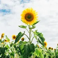Todo lo que debes saber sobre las semillas de la gran flor de pétalos amarillos: el girasol